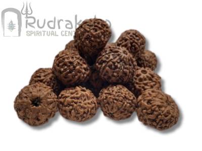 10 Mukhi Rudraksha from Indonesia
